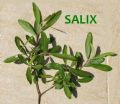 Salix atrocinerea